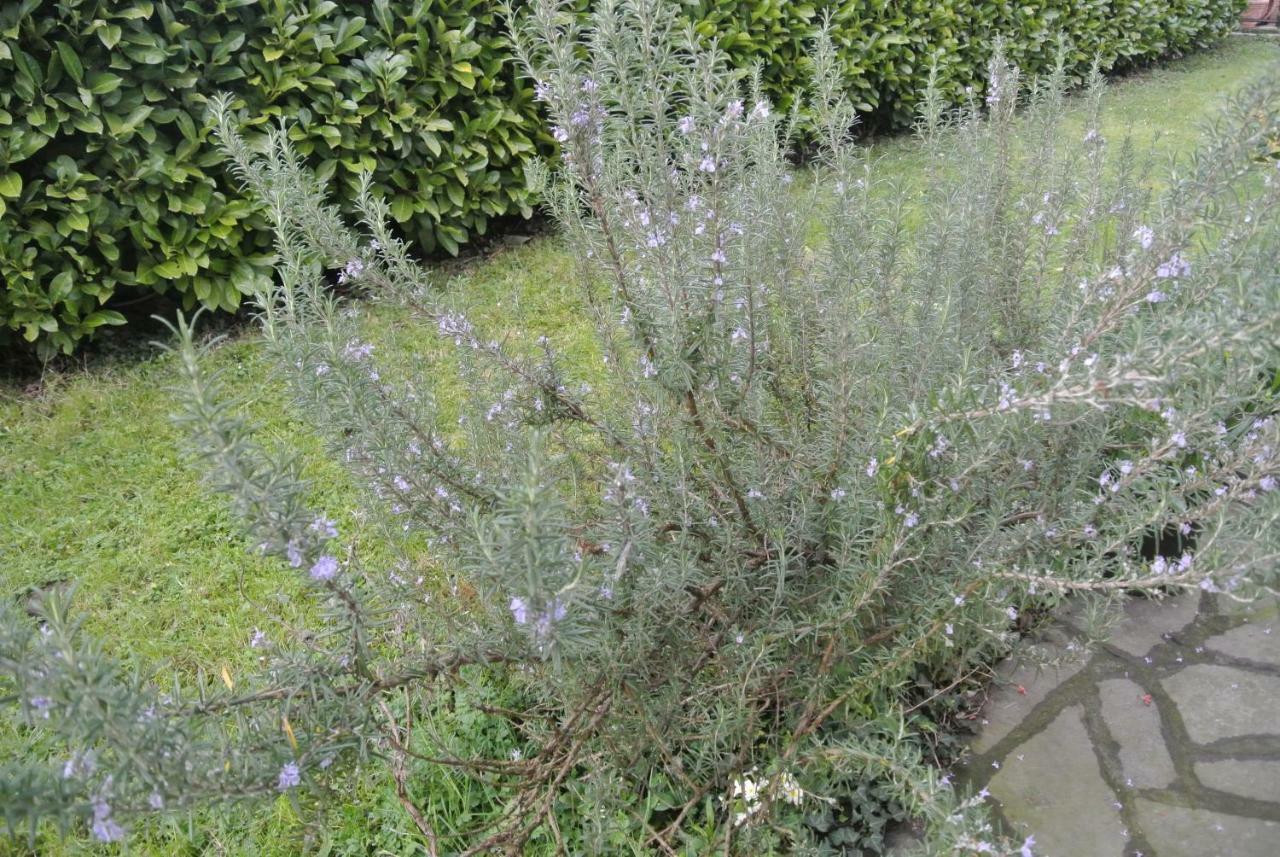B&B La Damigiana Fioi Piano di Follo Extérieur photo